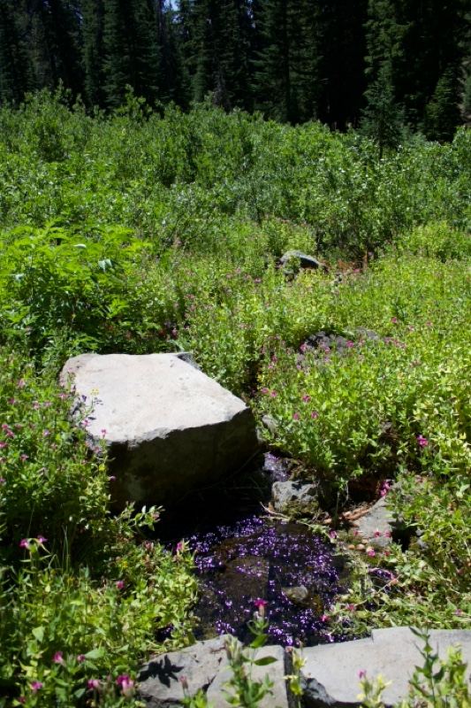 Rock in Alpine Meadow Stream