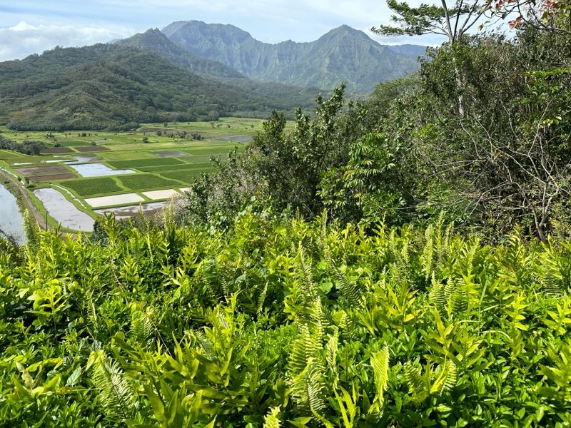 Lush Ferns Over Tropical Valley