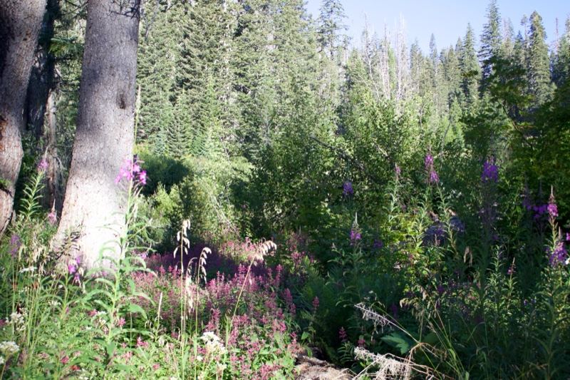 Sunlit Forest Trail With Purple Wildflowers