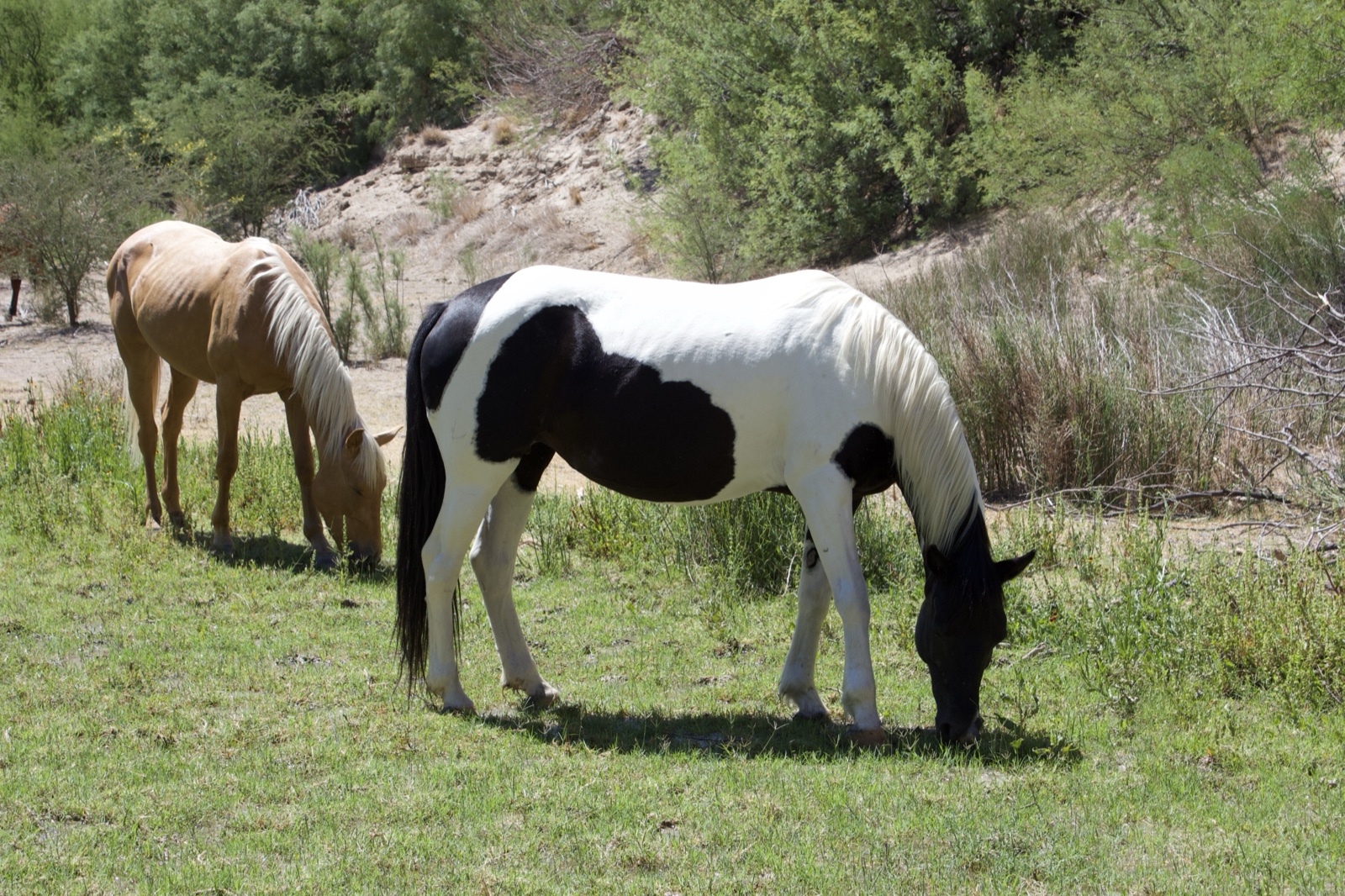 Pinto and Palomino Horses Grazing