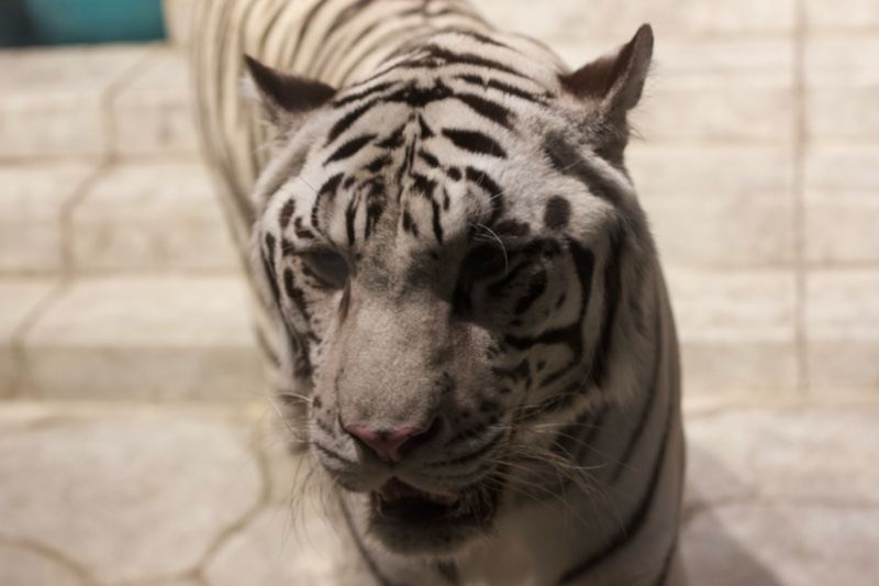 White Tiger Close-Up Portrait