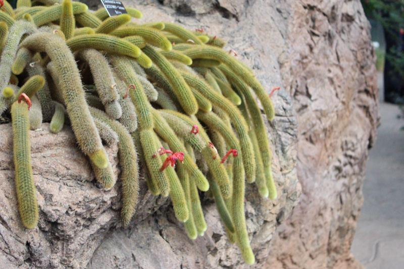 Monkey Tail Cactus on Rock