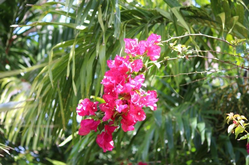 Pink Bougainvillea With Palm Leaves