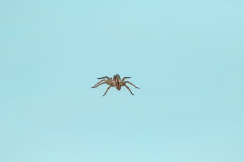 Spider Against Light Blue Background