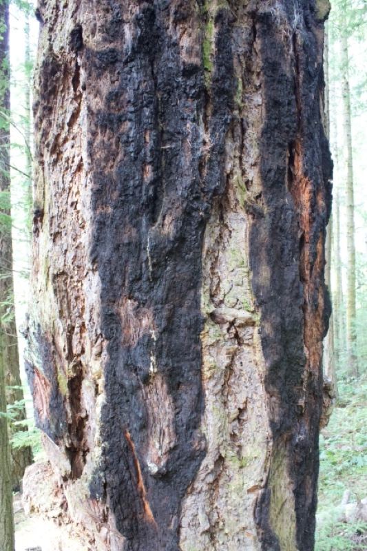 Charred Tree Trunk in Forest