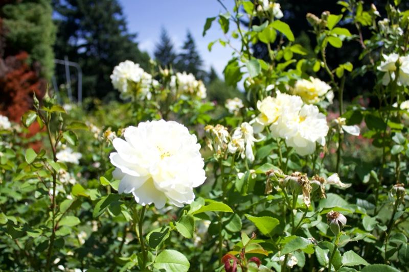 White Roses Blooming in Garden
