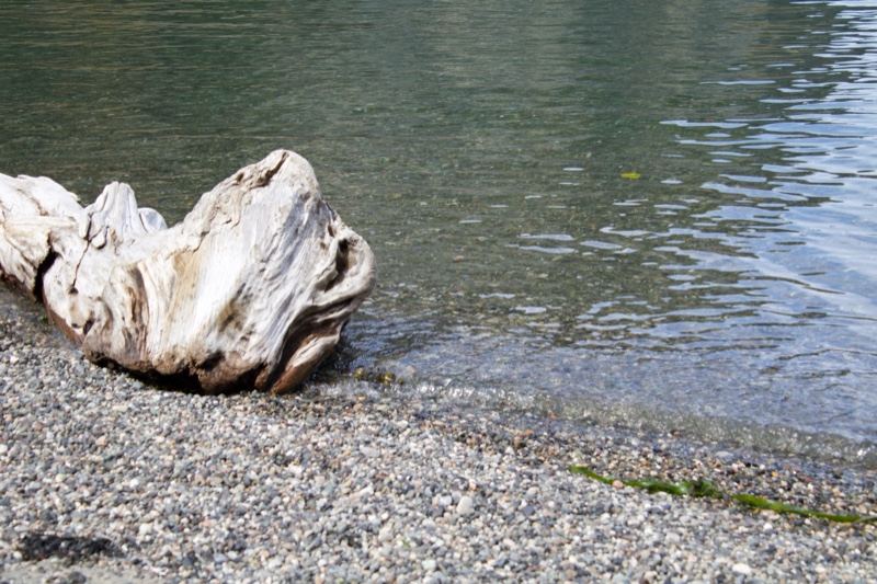 Bleached Driftwood on Pebble Shoreline