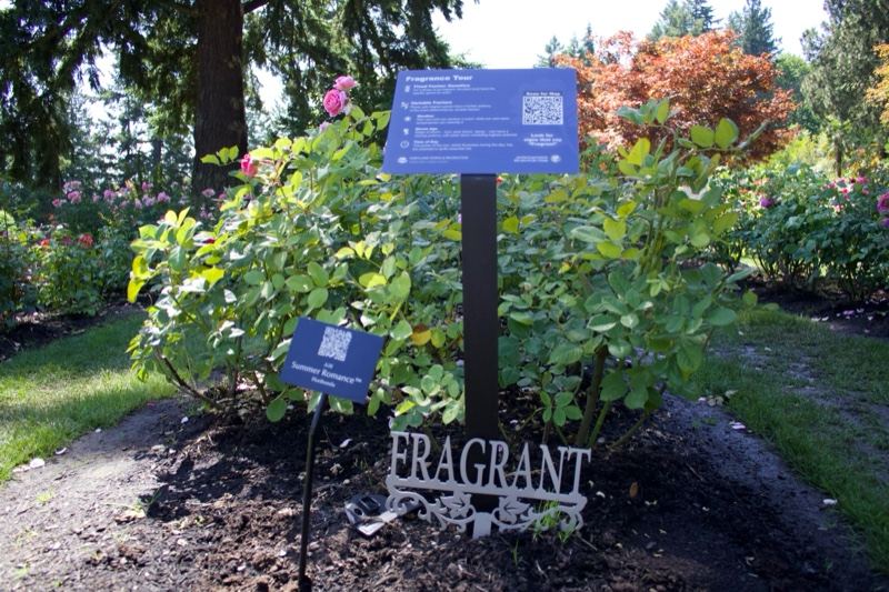 Rose Bush with Garden Sign