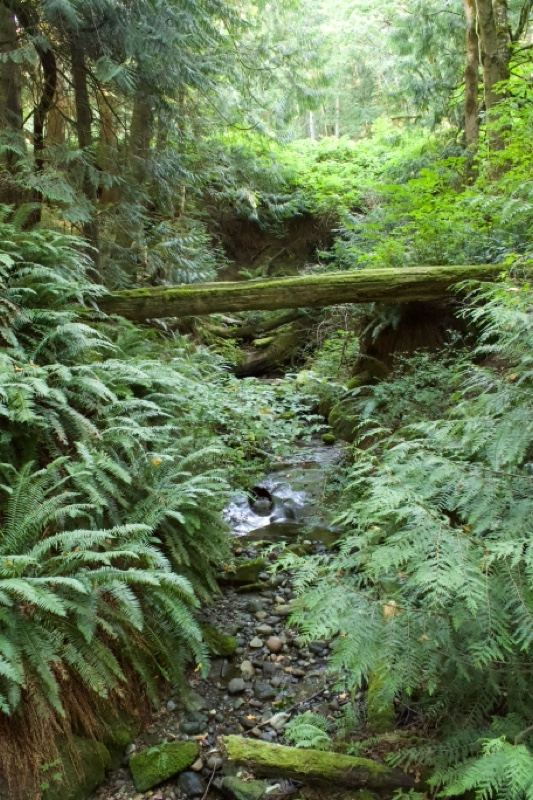 Mossy Forest Stream With Fallen Log
