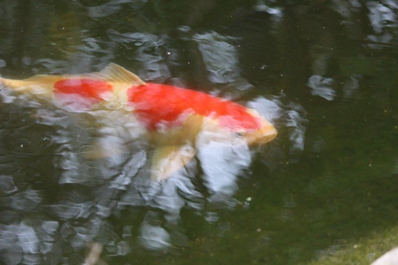 Koi Fish Swimming in Pond