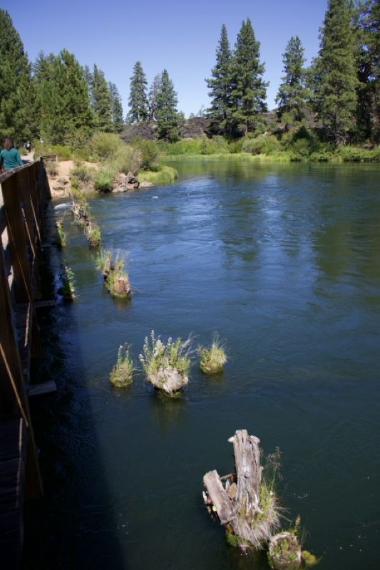River with Stumps and Forest Bank