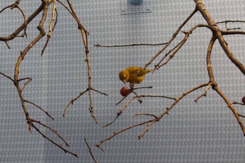 Yellow Bird on Twigs with Red Berry