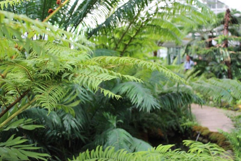 Lush Ferns in Tropical Greenhouse