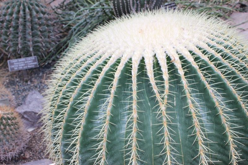 Golden Barrel Cactus Close Up