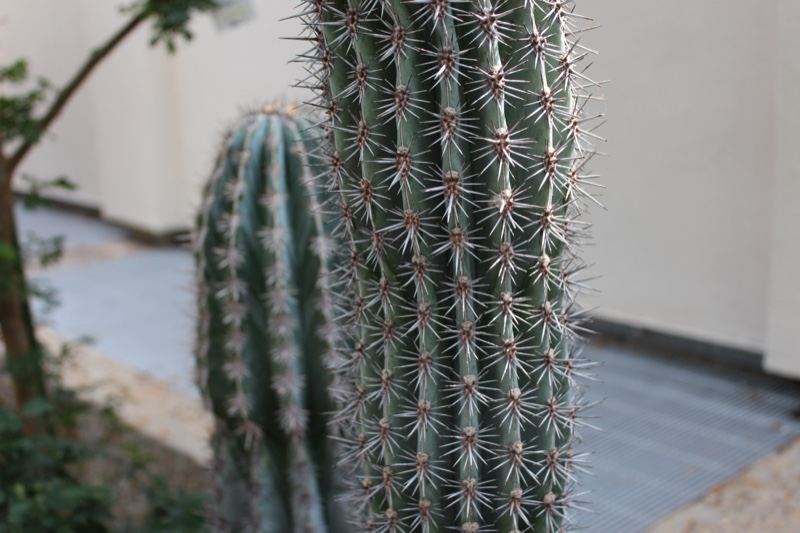 Close-up of spiny columnar cactus