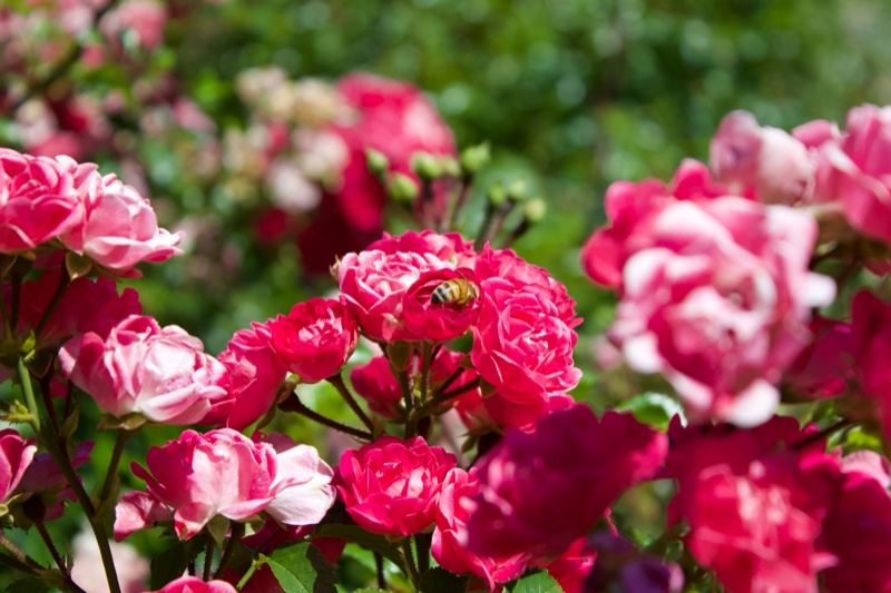 Pink Garden Roses in Full Bloom