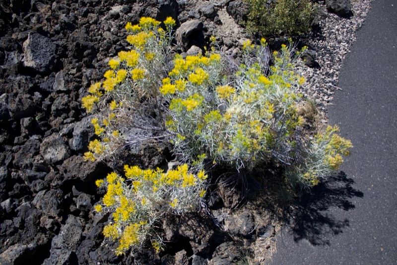 Yellow Rabbitbrush on Volcanic Rock