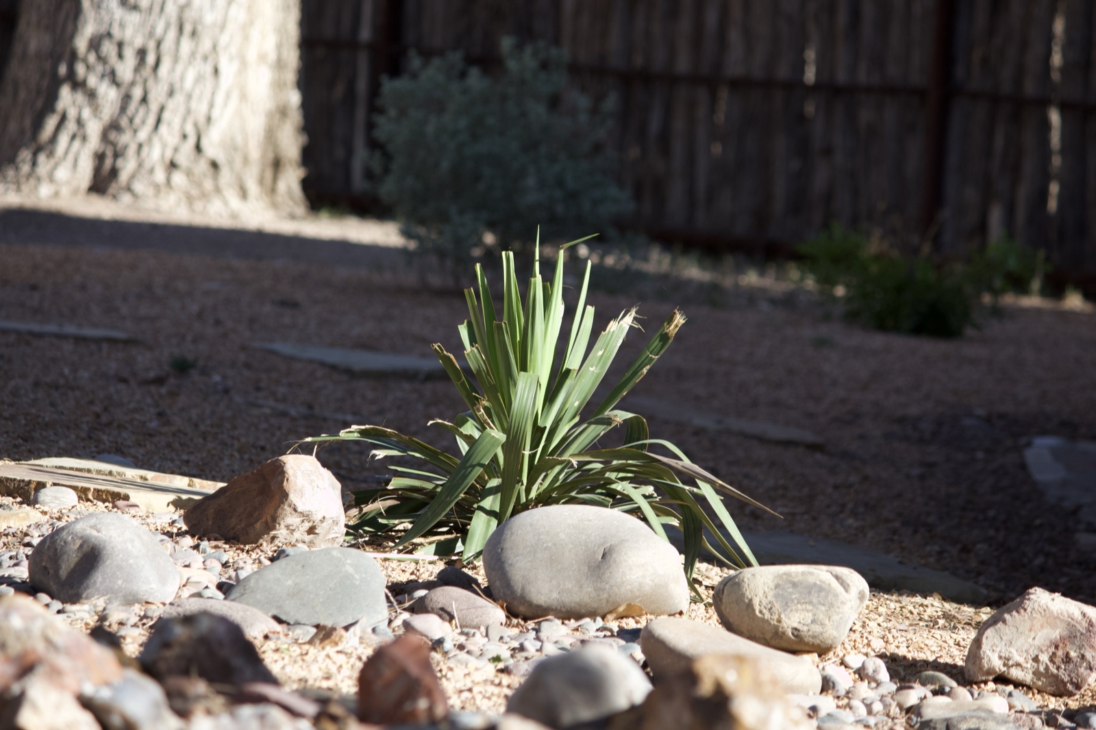 Yucca Plant in Rocky Desert Garden