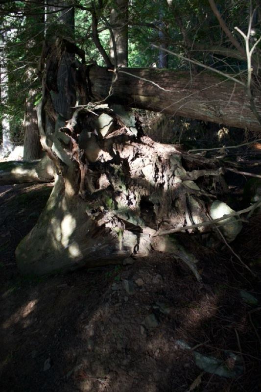 Fallen Tree Root in Sunlit Forest