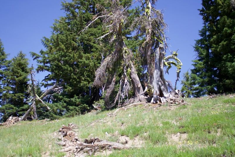 Dead Snag on Grassy Hillside
