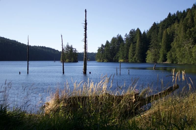Lake with Dead Snags and Forest