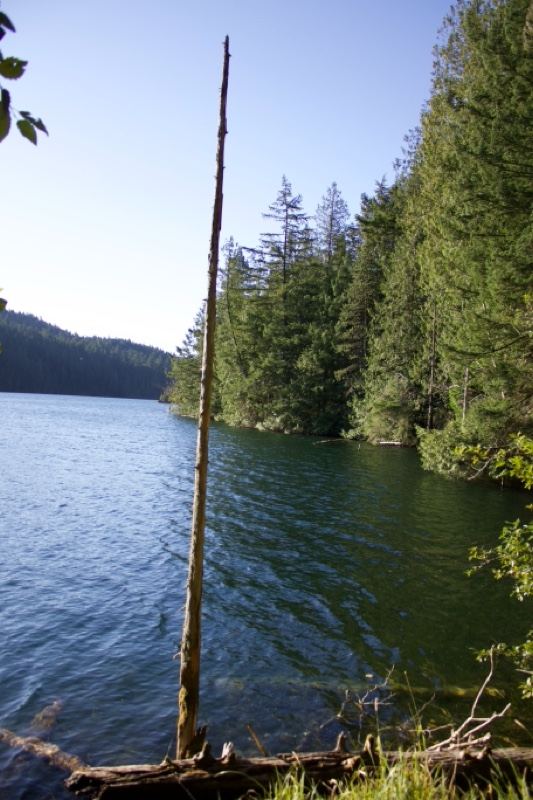 Lake shoreline with dead tree