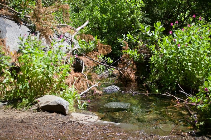 Mountain Stream Through Lush Green Forest