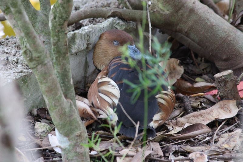 Mandarin duck in forest nest