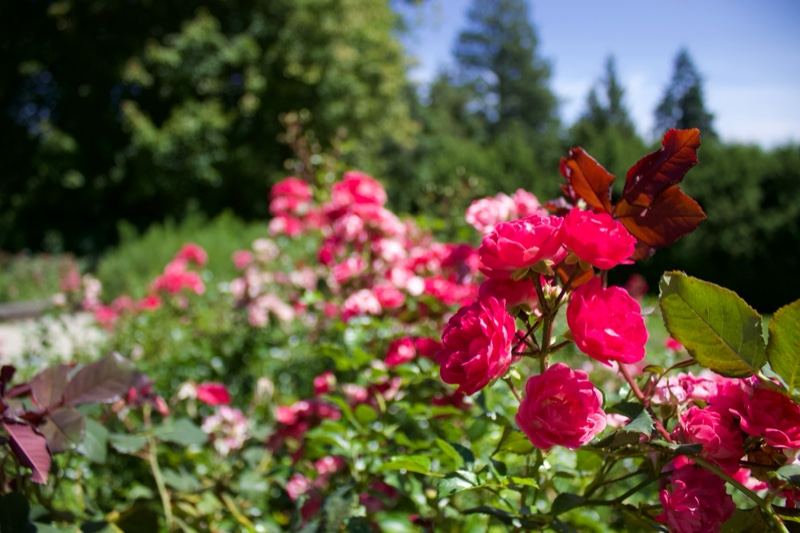 Pink Roses in Garden with Trees