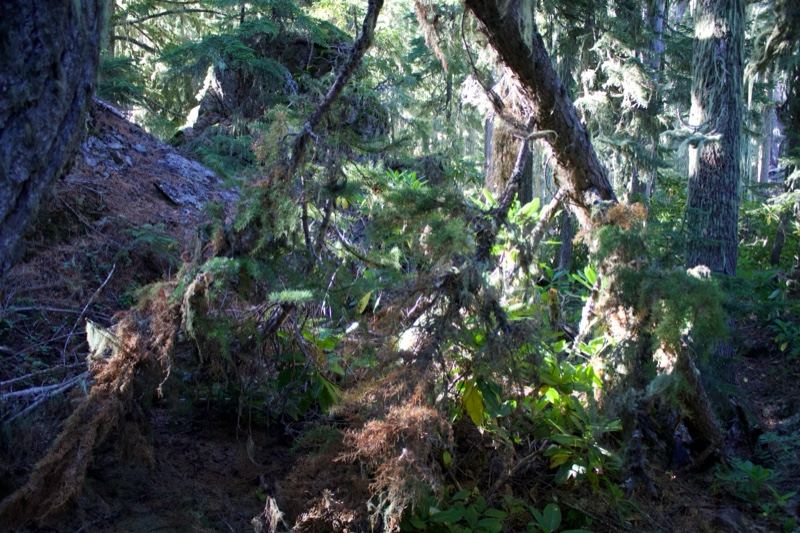 Fallen Tree in Dense Forest Undergrowth