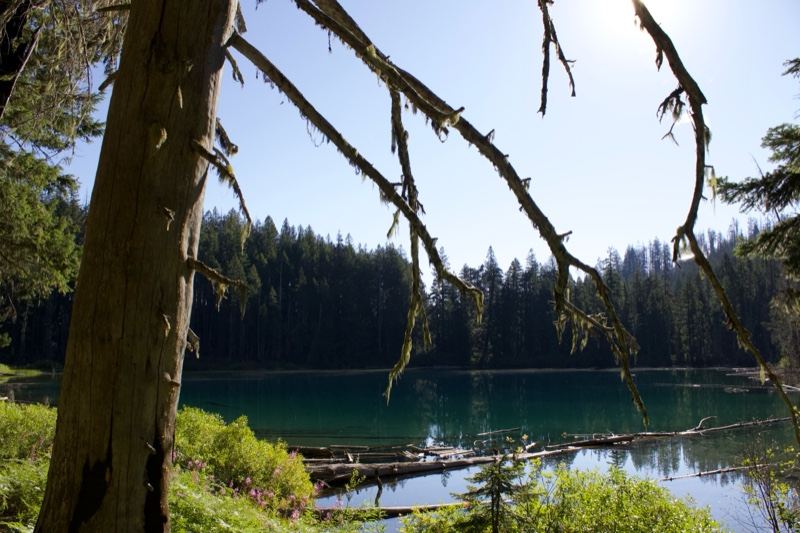 Alpine Lake Forest Vista
