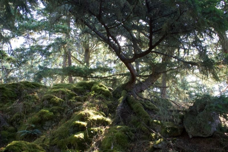 Conifer Growing on Mossy Rock