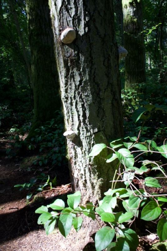 Tree trunk with mushroom in forest
