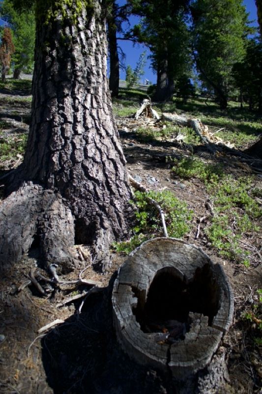 Pine Tree Trunk and Stump in Forest