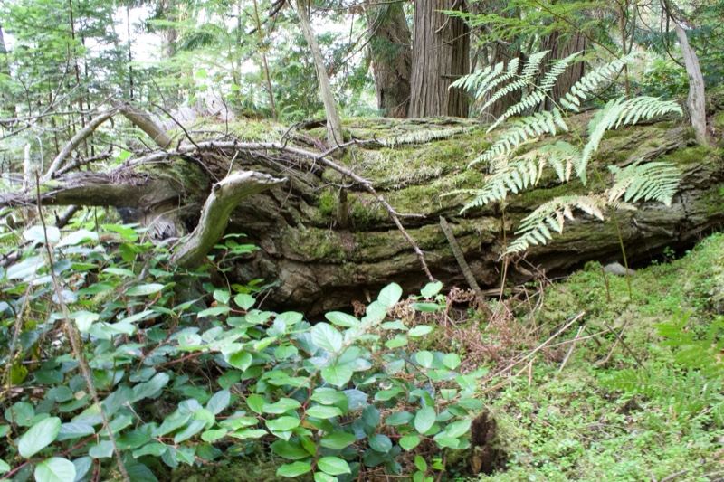 Fallen Log in Forest Undergrowth