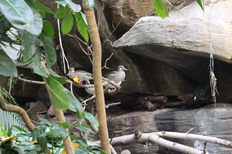 Doves Nesting in Rock Crevice