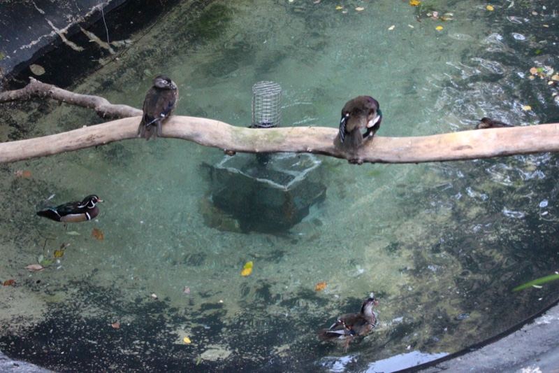 Birds Perched Over Clear Pond