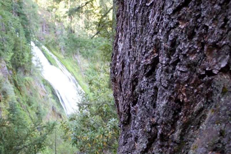 Waterfall Behind Tree Trunk