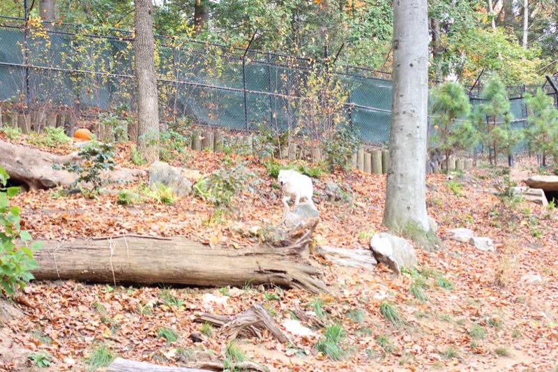 White animal in wooded enclosure