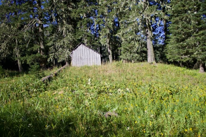 Wooden shed in grassy forest clearing