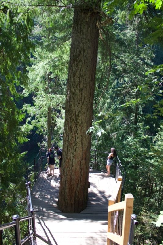 Forest Boardwalk With Large Tree