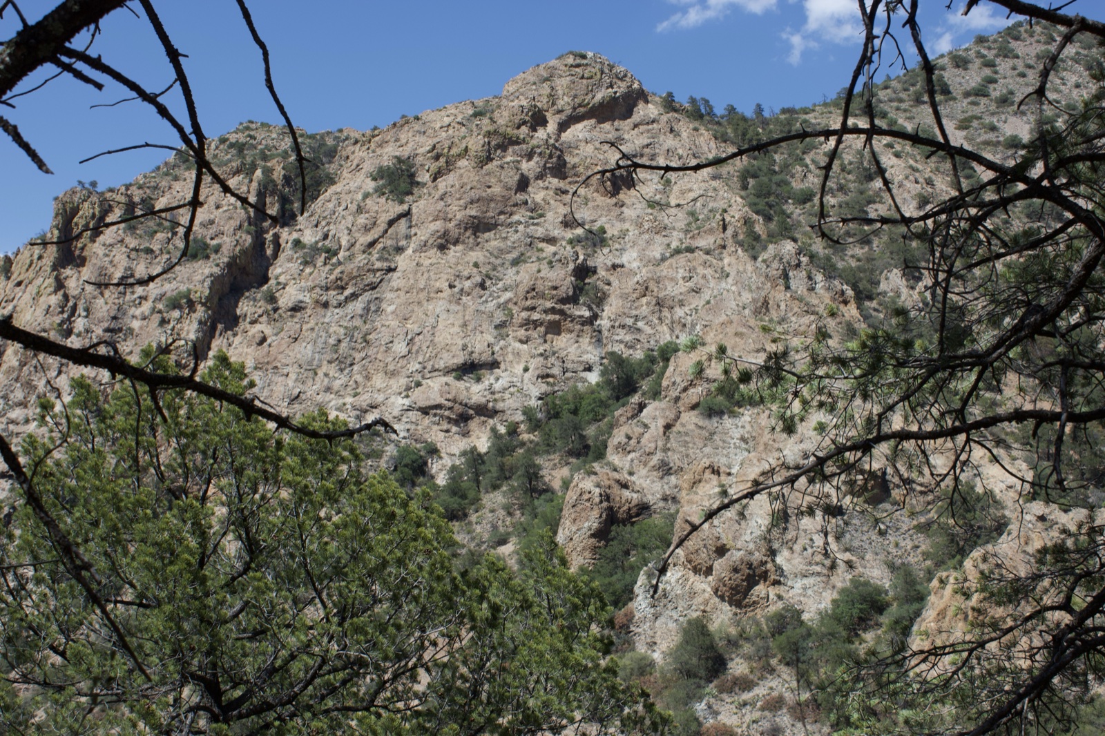Rocky Mountain Peak Through Branches