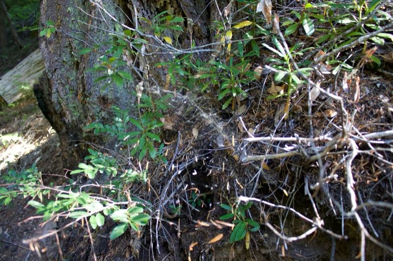 Forest Tree Base With Undergrowth