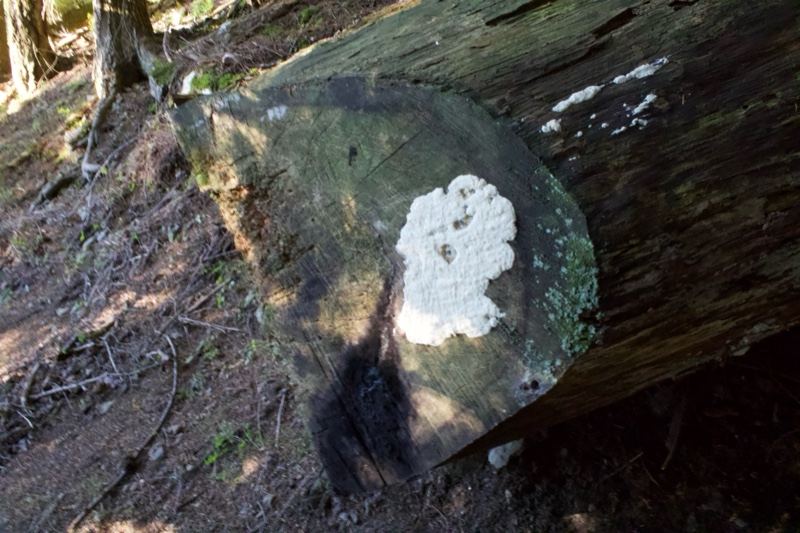 Fallen Log With White Lichen Patch