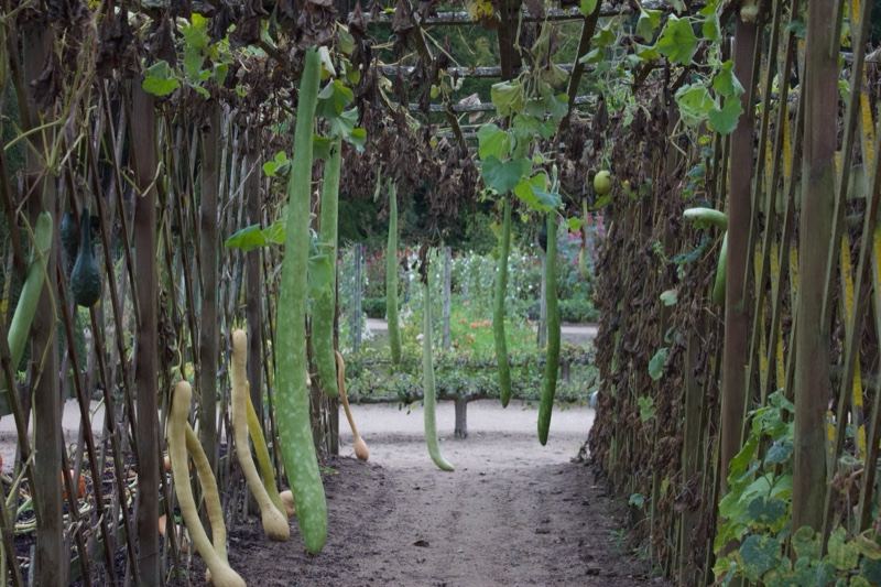 Gourd Tunnel in Garden Path