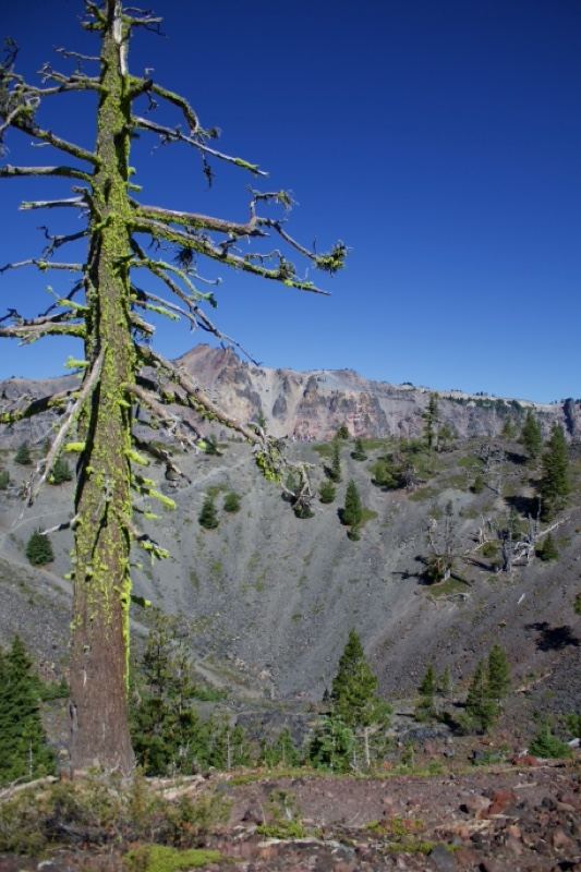 Dead Tree Overlooking Volcanic Crater
