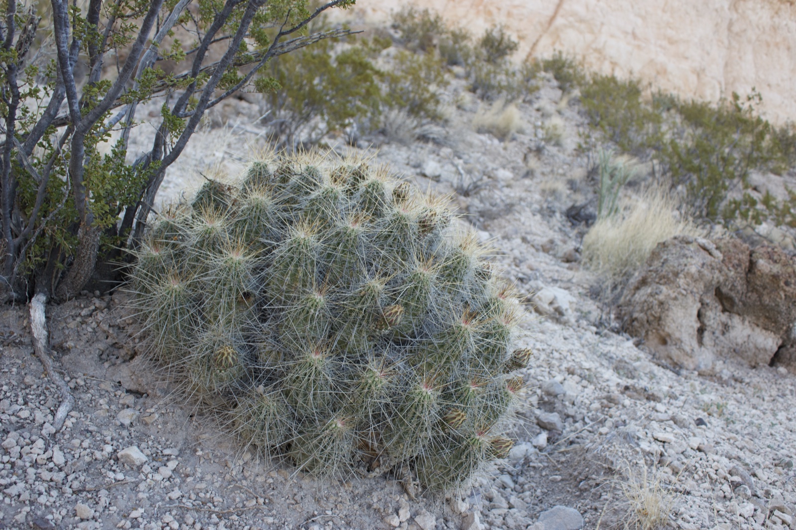 Desert Cactus on Rocky Slope