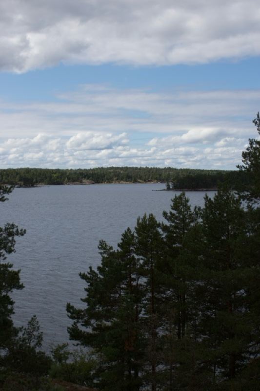 Lake View Through Pine Trees