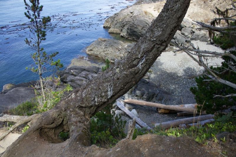 Leaning Tree Over Coastal Rocks