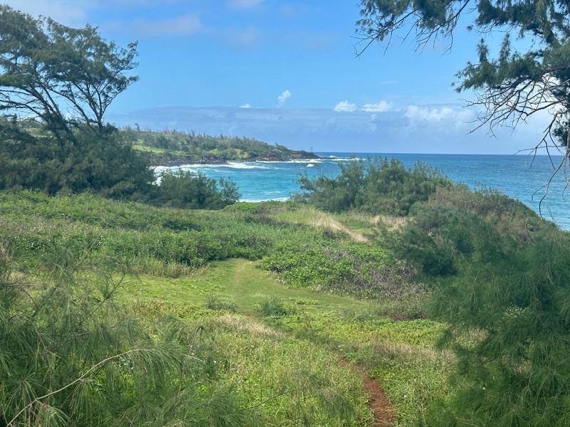 Coastal Grassland Overlooking Ocean